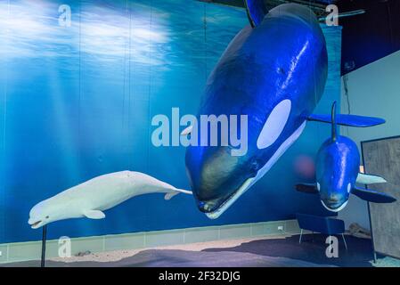 Reykjavik, Island, 31. August 2020: Ausstellungen im Museum Whales of Iceland in Reykjavik, Island Stockfoto