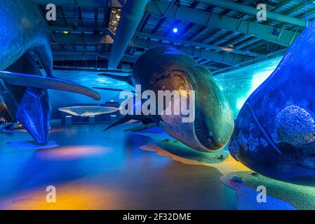 Reykjavik, Island, 31. August 2020: Ausstellungen im Museum Whales of Iceland in Reykjavik, Island Stockfoto