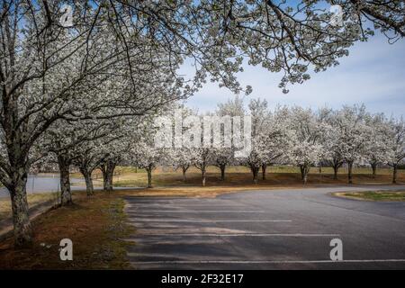 Blühende weiße Blumen auf den bradford Birne Bäume gepflanzt Reihen neben dem Parkplatz und Eingang in den Park An einem sonnigen Tag im frühen Frühling Stockfoto