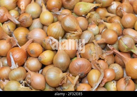 Kleine Zwiebelsämlinge für die Pflanzung im Garten - Zwiebelvermehrungskonzept. Strukturierter und selektiver Fokus Stockfoto
