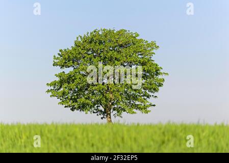 Ahorn (Acer), einsamer Baum in einem grünen Kornfeld, Nordrhein-Westfalen, Deutschland Stockfoto