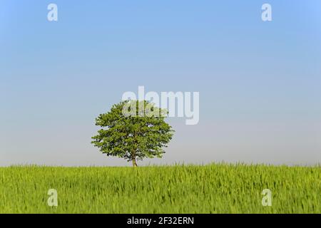 Ahorn (Acer), einsamer Baum in einem grünen Kornfeld, Nordrhein-Westfalen, Deutschland Stockfoto