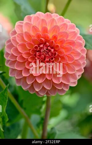 Dekorative Dahlie (Dahlie), Sorte Hügelkiefersuffusion, Lachs und gelbe Blume, Nordrhein-Westfalen, Deutschland Stockfoto