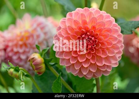 Dekorative Dahlie (Dahlie) Sorte Hügelkiefersuffusion, lachsrosa und gelbe Blume, Nordrhein-Westfalen, Deutschland Stockfoto