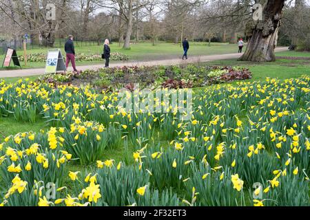 Narzissen im Londoner greenwich Park Stockfoto
