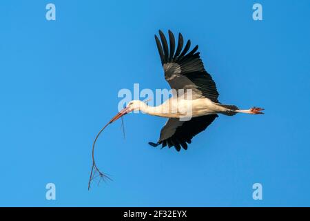 Weißstorch (Ciconia ciconia) fliegend mit Nistmaterial, Hessen, Deutschland Stockfoto