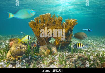 Meeresleben im Ozean, tropische Fische mit Feuerkorallen unter Wasser, Bahamas Stockfoto