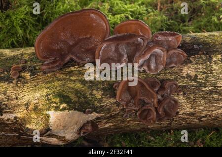 Auricularia auricula-judae (Auricularia auricula-judae), essbar, essbare Pilze, Heilpilze, Pilze, Mecklenburg-Vorpommern, Deutschland Stockfoto