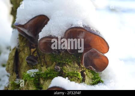 Auricularia auricula-judae (Auricularia auricula-judae), essbar, Winterpilze, essbare Pilze, Heilpilze, Schnee, Pilze Stockfoto