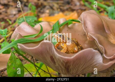 Holz-bleiwit (Lepista nuda), essbar, Pilz, gewöhnlicher Frosch (Rana temporaria), Mecklenburg-Vorpommern, Deutschland Stockfoto