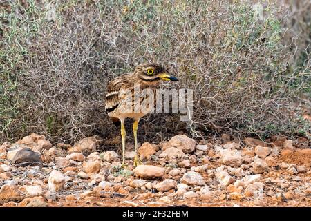 Steincurlew (Burhinus oedicnemus), Fuerteventura, Kanarische Inseln, Spanien Stockfoto