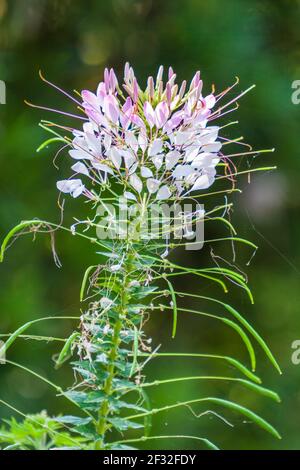 Spider Flower, Cleome hassleriana, im Mercer Arboretum und im Botanischen Garten in Spring, Texas. Stockfoto