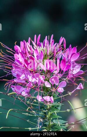 Spider Flower, Cleome hassleriana, im Mercer Arboretum und im Botanischen Garten in Spring, Texas. Stockfoto