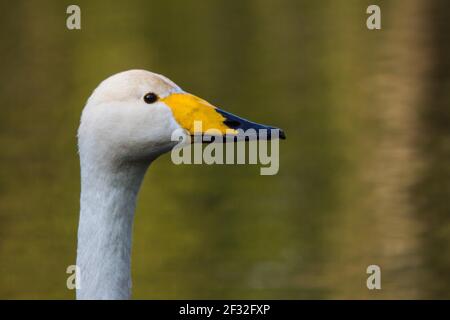 Singschwan (Cygnus cygnus), Schleswig-Holstein, Deutschland Stockfoto