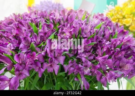 Rosa Alstroemeria Blüten. Ein großer Strauß von weichen rosa Alstroemeria Blumen in einem Blumenladen wird als Geschenk Hintergrund verkauft. Stockfoto