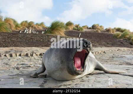 Sealion Island, Southern Elephant Seal (Mirounga leonina), Falkland Islands, Großbritannien Stockfoto