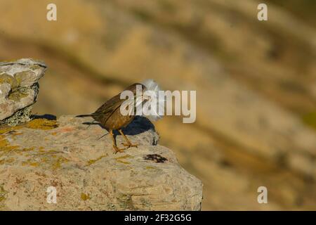 Saunders Island, Austral Soor (Turdus falcklandii), Falkland Islands, Großbritannien Stockfoto