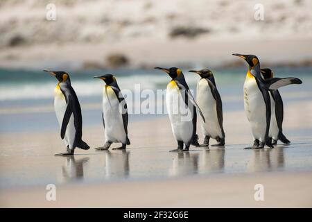 Volunteers Point, Königspinguine (Aptenodytes patagonicus), am Sandstrand, Falklandinseln, Vereinigtes Königreich Stockfoto