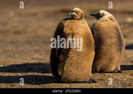 Volunteers Point, Königspinguin (Aptenodytes patagonicus), Jungvogel, Falklandinseln, Großbritannien Stockfoto