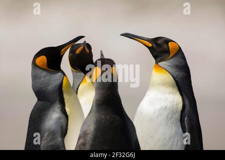 Volunteers Point, Königspinguine (Aptenodytes patagonicus), Gruppe, Falklandinseln, Vereinigtes Königreich Stockfoto