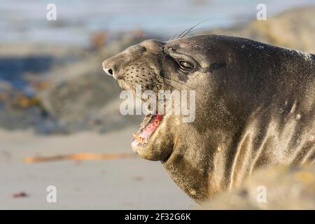 Sealion Island, Southern Elephant Seal (Mirounga leonina), Falkland Islands, Großbritannien Stockfoto