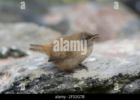 Carcass Island, Falkland Wren (Troglodytes Cobbi), Jungvogel, Falkland Islands, Großbritannien Stockfoto