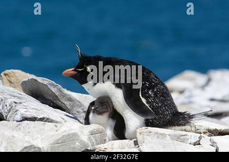 Sealion Island, Rockhopper Pinguin (Eudyptes chrysocome) mit Küken, Falklandinseln, Großbritannien Stockfoto