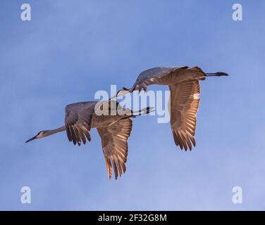 Sandhill Cranes, Grus canadensis, im frühen Morgenlicht im Bosque del Apache National Wildlife Refuge in New Mexico. Stockfoto