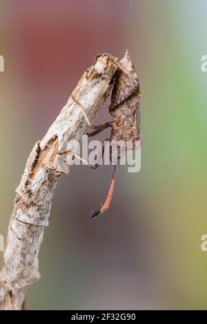 Dock Bug (Coreus marginatus), Hannover, Niedersachsen, Deutschland Stockfoto