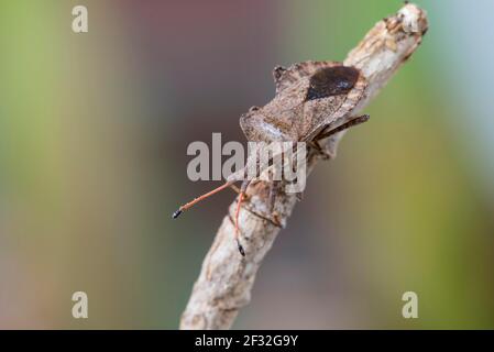 Dock Bug (Coreus marginatus), Hannover, Niedersachsen, Deutschland Stockfoto