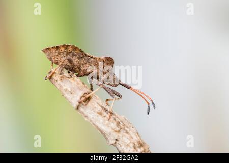 Dock Bug (Coreus marginatus), Hannover, Niedersachsen, Deutschland Stockfoto