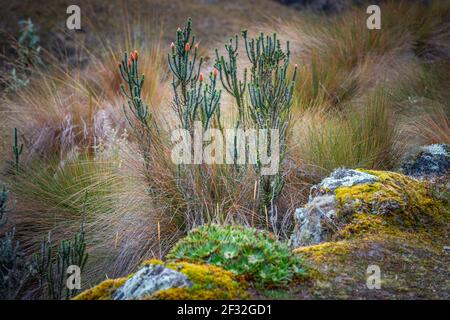 Üppige Vegetation im Cajas National Park bei Cuenca in Ecuador, mit einer Mischung aus Moor und bewaldeten Gebieten mit Papierbäumen und Lagunen. Stockfoto