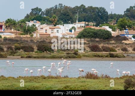 Großer Flamingo, Marismas de Sancti Petri, Andalusien (Phoenicopterus roseus), Spanien Stockfoto