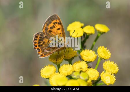 Dukatfalter Weibchen, Lüneburg, Niedersachsen (Lycaena virgaureae), Deutschland Stockfoto