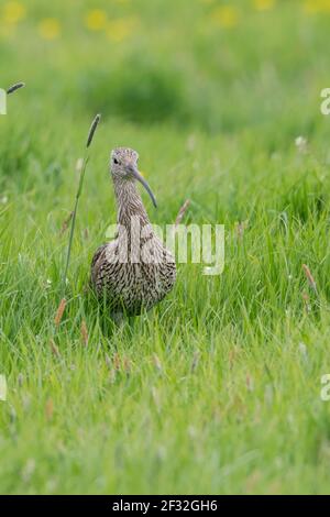 Eurasische Curlew (Numenius arquata), Ochsenmoor, Niedersachsen, Deutschland Stockfoto