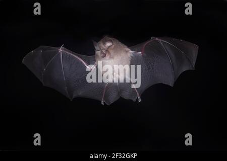 Kleine Hufeisenfledermaus (Rhinolophus hipposideros), im Flug aus der Höhle, Thüringen, Deutschland Stockfoto