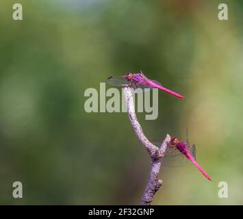 Roseate Skimmer Dragonfly, Orthemis ferruginea, eine gemeine südliche Libelle, die über einem Teich auf einer Ranch in Süd-Texas steht. Stockfoto