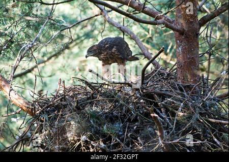 Nordgoshawk (Accipiter gentilis), Jungvogel in der Aerie, Übergang zur Erwachsenenstufe, Nordrhein-Westfalen, Deutschland Stockfoto