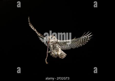 Kleine Eule (Athene noctua), nähert sich dem Brutloch mit Regenwurm, Nordrhein-Westfalen, Deutschland Stockfoto