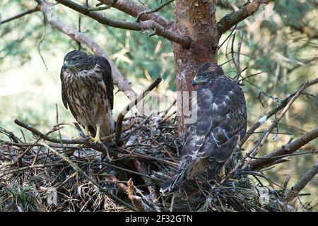 Nordgoshawk (Accipiter gentilis), Jungvögel im Ast Stadium, Nordrhein-Westfalen, Deutschland Stockfoto