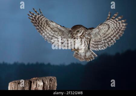 Kleine Eule (Athene noctua), nähert sich der Barsch in der Abenddämmerung, Nordrhein-Westfalen, Deutschland Stockfoto