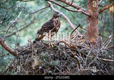 Nördlicher Habicht (Accipiter gentilis), Jungvogel in der Verzweigungsstufe, Nordrhein-Westfalen, Deutschland Stockfoto