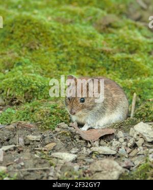 Bankvole (Clethrionomys glareolus) Velbert, Nordrhein-Westfalen, Deutschland Stockfoto