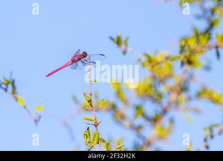 Roseate Skimmer Libelle, Orthemis ferruginea, auf einer Ranch in Süd-Texas, in der Nähe von Rio Grande City. Stockfoto