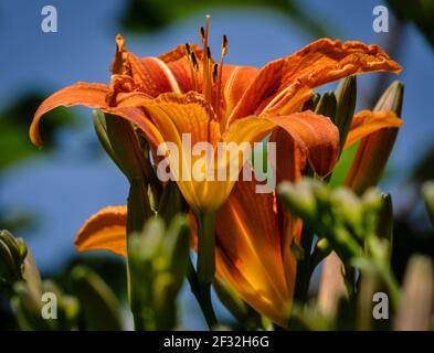 Close up schöne Blumen lilly Stockfoto