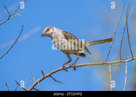 Nördlicher Mockingbird, Mimus polyglottos, der einzige Mockingbird, der in Nordamerika häufig gefunden wird, schaut von einem Barsch auf einer Ranch in Süd-Texas herunter. Stockfoto