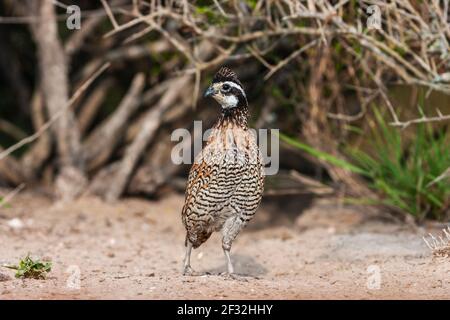 Northern bobwhite, die Bobwhite Wachtel (Colinus virginianus), der seinen Namen von einem ausgeprägten erhalten, pfiff' bobwhite" nennen, auf der Suche nach Wasser. Stockfoto