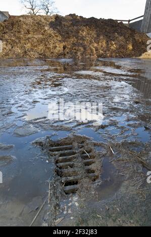Abfluss aus dem Misthaufen, der in die Lagereinheit des Milchviehbetriebs Cumbria, England, Großbritannien, abfließen wird Stockfoto