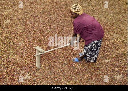 Kaffee (Coffea sp.) Ernte, Frau trocknen ungeschälte Kaffeebohnen auf dem Boden außerhalb des Hauses, Uganda Stockfoto