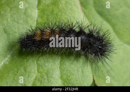 Holztiger (Parasemia plantaginis), Raupe Stockfoto